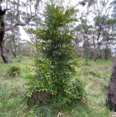 Syzygium smithii at Broulee, NSW - 27 Jan 2024
