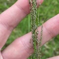 Sporobolus fertilis (Giant Parramatta Grass) at Broulee Moruya Nature Observation Area - 27 Jan 2024 by Tapirlord