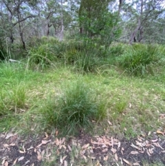 Sporobolus fertilis at Broulee, NSW - 27 Jan 2024