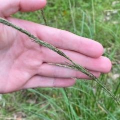 Sporobolus fertilis at Broulee, NSW - 27 Jan 2024