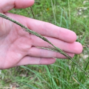 Sporobolus fertilis at Broulee, NSW - 27 Jan 2024