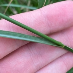 Sporobolus fertilis at Broulee, NSW - 27 Jan 2024