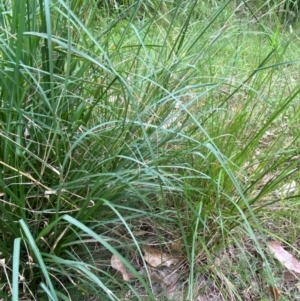 Sporobolus fertilis at Broulee, NSW - 27 Jan 2024