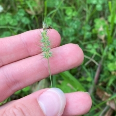 Echinopogon caespitosus var. caespitosus at Broulee, NSW - 27 Jan 2024