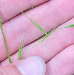 Microlaena stipoides (Weeping Grass) at Broulee, NSW - 27 Jan 2024 by Tapirlord