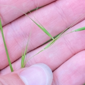 Microlaena stipoides at Broulee, NSW - 27 Jan 2024