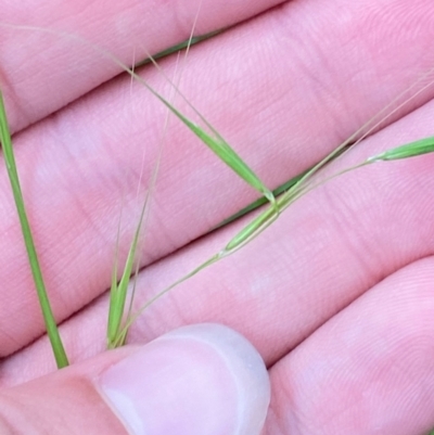 Microlaena stipoides (Weeping Grass) at Broulee, NSW - 27 Jan 2024 by Tapirlord