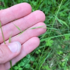 Microlaena stipoides at Broulee, NSW - 27 Jan 2024