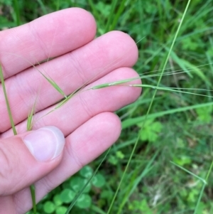 Microlaena stipoides at Broulee, NSW - 27 Jan 2024