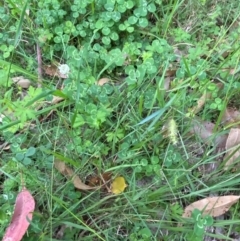 Microlaena stipoides at Broulee, NSW - 27 Jan 2024 06:01 PM