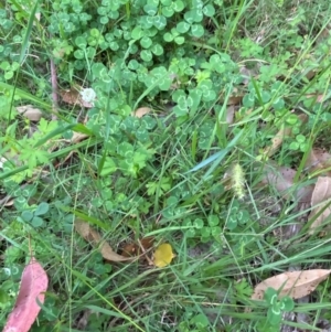 Microlaena stipoides at Broulee, NSW - 27 Jan 2024