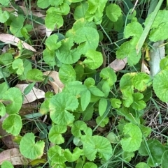 Centella asiatica (Pennywort, Centella, Indian Pennywort) at Broulee Moruya Nature Observation Area - 27 Jan 2024 by Tapirlord