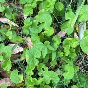 Centella asiatica at Broulee, NSW - 27 Jan 2024 06:01 PM