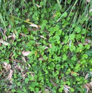 Centella asiatica at Broulee, NSW - 27 Jan 2024 06:01 PM