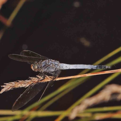 Orthetrum caledonicum (Blue Skimmer) at Black Mountain - 28 Feb 2024 by ConBoekel