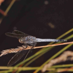 Orthetrum caledonicum (Blue Skimmer) at O'Connor, ACT - 28 Feb 2024 by ConBoekel