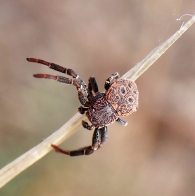 Cymbacha ocellata (Crab spider) at Cook, ACT - 5 Mar 2024 by CathB