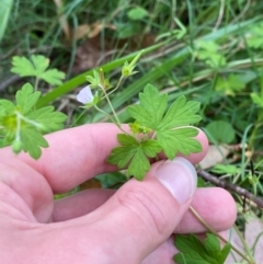 Geranium homeanum (Rainforest Crane's-bill) at Broulee Moruya Nature Observation Area - 27 Jan 2024 by Tapirlord