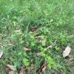 Geranium homeanum at Broulee, NSW - 27 Jan 2024