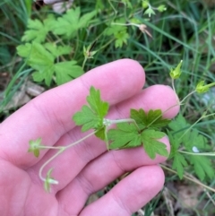 Geranium homeanum at Broulee, NSW - 27 Jan 2024