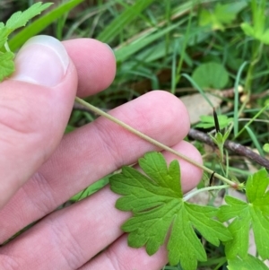 Geranium homeanum at Broulee, NSW - 27 Jan 2024