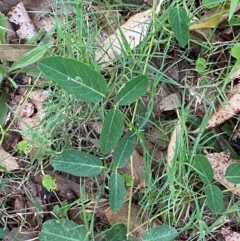 Oxytes brachypoda (Large Tick-trefoil) at Broulee Moruya Nature Observation Area - 27 Jan 2024 by Tapirlord