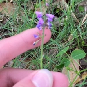 Oxytes brachypoda at Broulee, NSW - 27 Jan 2024 06:00 PM