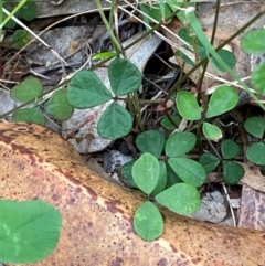 Pullenia gunnii (A Tick-Trefoil) at Broulee, NSW - 27 Jan 2024 by Tapirlord