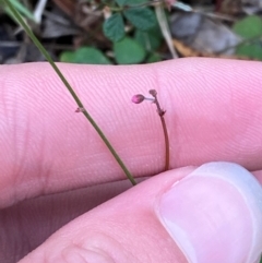 Pullenia gunnii at Broulee, NSW - 27 Jan 2024 05:59 PM