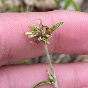 Euchiton japonicus at Broulee, NSW - 27 Jan 2024