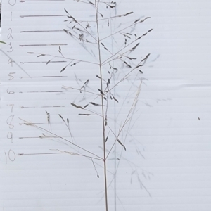 Eragrostis curvula at Mount Taylor - 6 Mar 2024