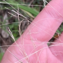 Lachnagrostis filiformis (Blown Grass) at Broulee Moruya Nature Observation Area - 27 Jan 2024 by Tapirlord