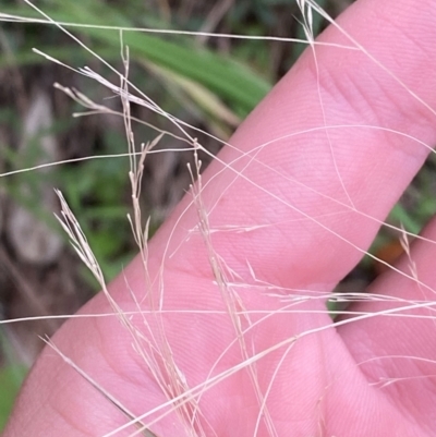 Lachnagrostis filiformis (Blown Grass) at Broulee Moruya Nature Observation Area - 27 Jan 2024 by Tapirlord