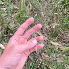 Lachnagrostis filiformis at Broulee, NSW - 27 Jan 2024