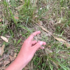 Lachnagrostis filiformis at Broulee, NSW - 27 Jan 2024