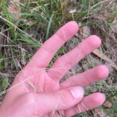 Lachnagrostis filiformis at Broulee, NSW - 27 Jan 2024