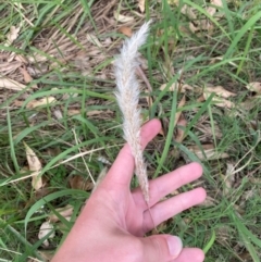 Imperata cylindrica (Blady Grass) at Broulee, NSW - 27 Jan 2024 by Tapirlord