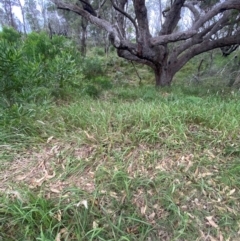 Imperata cylindrica at Broulee, NSW - 27 Jan 2024