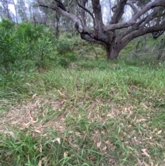 Imperata cylindrica at Broulee, NSW - 27 Jan 2024 05:56 PM