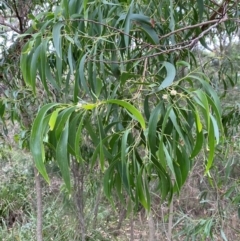 Acacia implexa (Hickory Wattle, Lightwood) at Moruya, NSW - 27 Jan 2024 by Tapirlord
