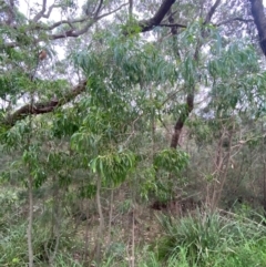 Acacia implexa at Batemans Marine Park - 27 Jan 2024