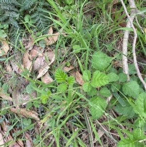 Rubus parvifolius at Broulee, NSW - 27 Jan 2024