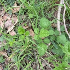 Rubus parvifolius at Broulee, NSW - 27 Jan 2024