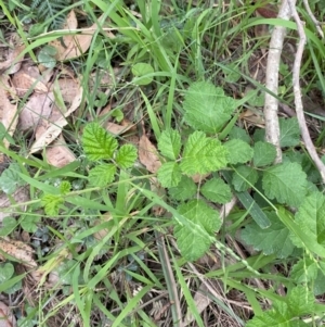 Rubus parvifolius at Broulee, NSW - 27 Jan 2024 05:51 PM