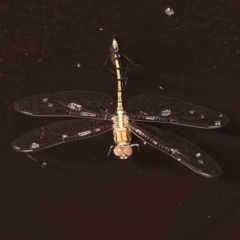 Orthetrum caledonicum (Blue Skimmer) at FBM400: Black Mtn Belconnen Way - 28 Feb 2024 by ConBoekel