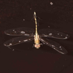 Orthetrum caledonicum at FBM400: Black Mtn Belconnen Way - 28 Feb 2024