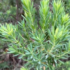 Leucopogon parviflorus (Coast Beard Heath) at Broulee Moruya Nature Observation Area - 27 Jan 2024 by Tapirlord