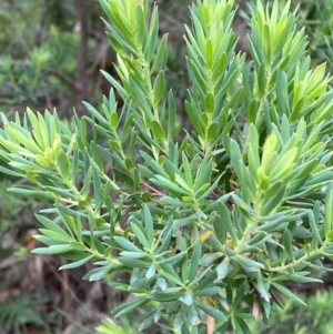 Leucopogon parviflorus at Broulee, NSW - 27 Jan 2024