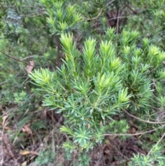 Leucopogon parviflorus at Broulee, NSW - 27 Jan 2024