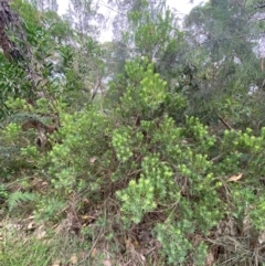 Leucopogon parviflorus at Broulee, NSW - 27 Jan 2024